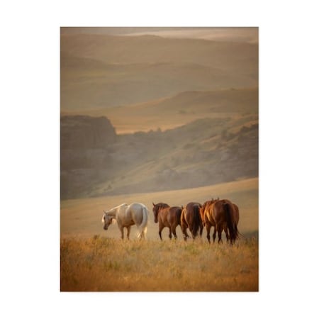 PHBurchett 'Sunkissed Horses VI' Canvas Art,18x24